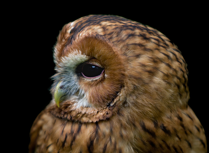 9 portret-van-een-bosuil.jpg